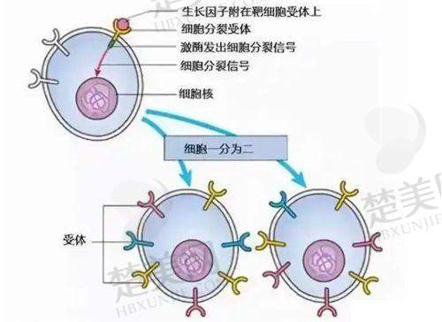 二、侯智勇医生出诊时间