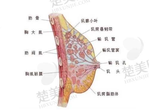八、恩施雅涵医疗美容