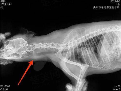 二、北京煤医周云超医生擅长啥